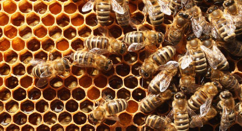 Abuela murió tras un ataque de abejas africanas