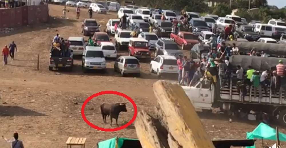 En video, toro se salió de la plaza en corralejas de Ciénaga de Oro