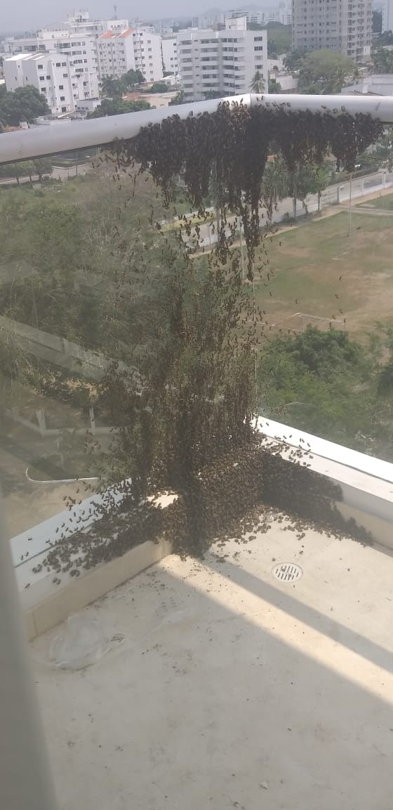 Emergencia en el barrio El Recreo de Montería por enjambre de abejas