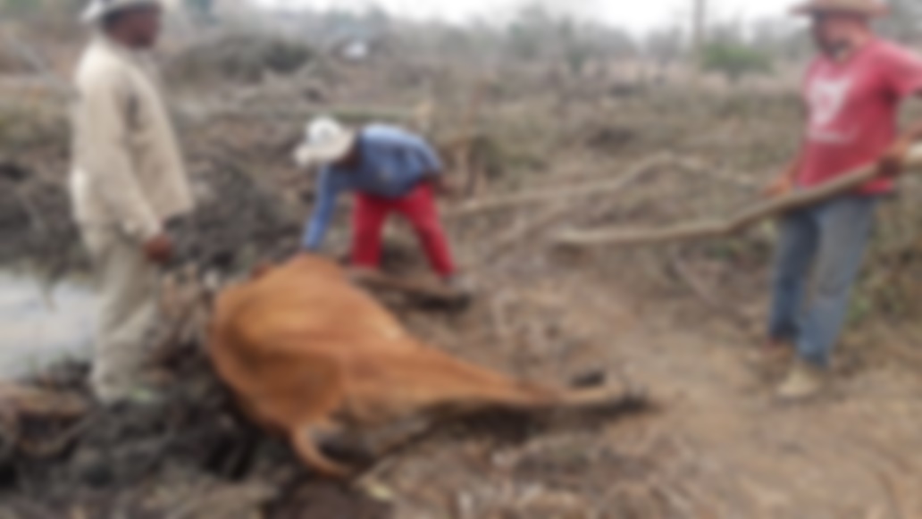 Alarma entre los finqueros, un felino habría dejado varias reses muertas en Pueblo Nuevo