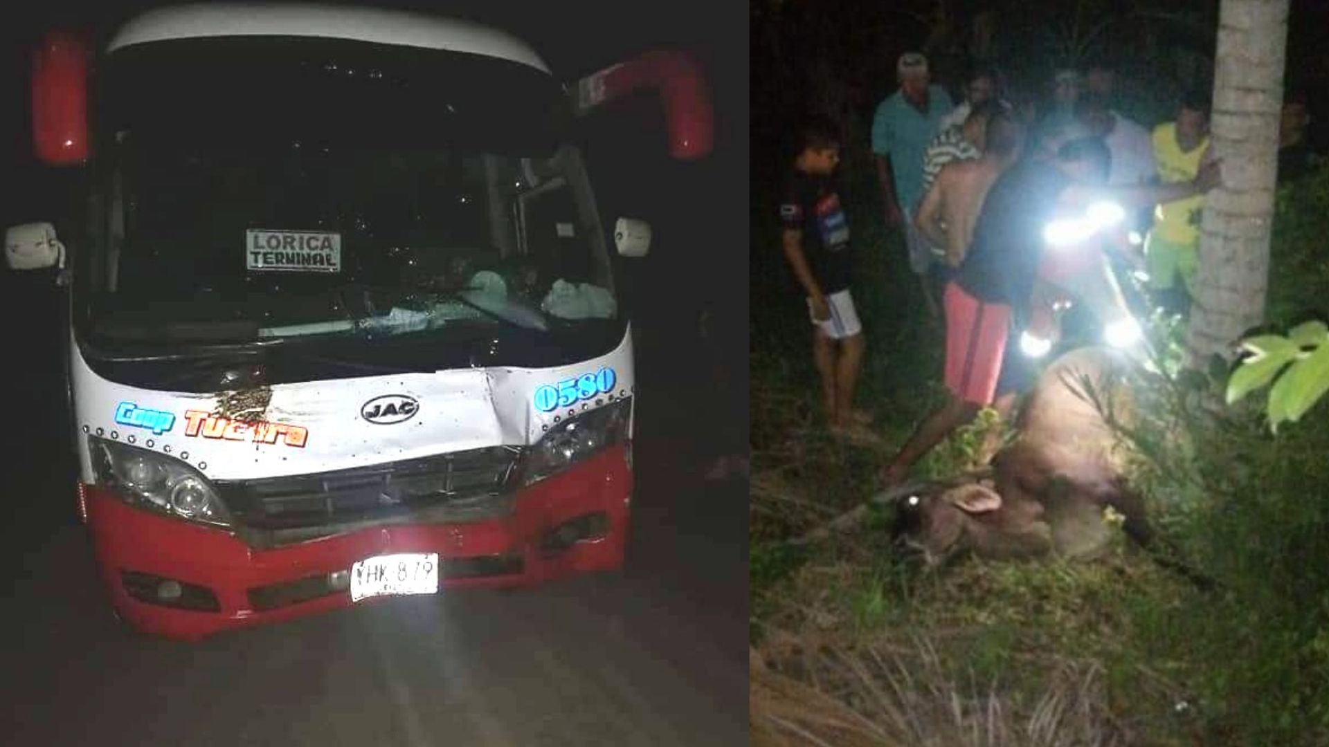 Buseta atropelló una vaca en la vía Lorica – Montería