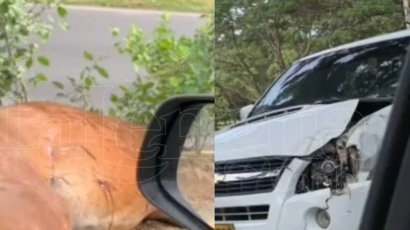 Camioneta Chocó Contra Un Caballo En La Vía Mocarí Los Garzones La Lengua Caribe