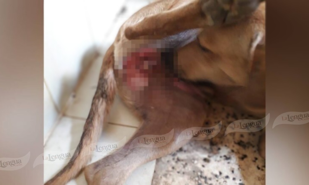 Desconocido está castrando a perros en zona rural de Lorica