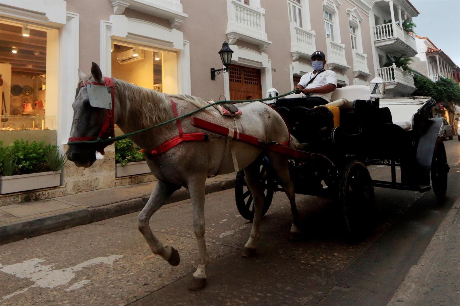 Proyecto que busca prohibir caballos cocheros en Colombia pasó a segundo debate