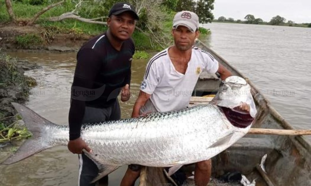 Increíble, pescadores capturan un gigantesco sábalo de 80 libras