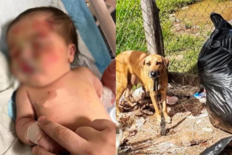 Un perro callejero halló a una recién nacida en una bolsa de basura y le salvó la vida