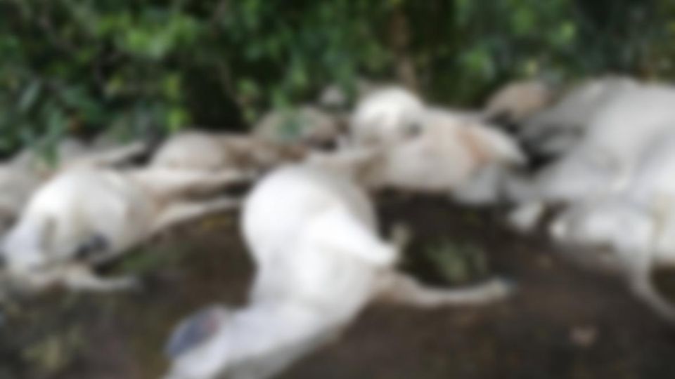Al menos 15 vacas murieron tras ser impactadas por un rayo en zona rural de Montería