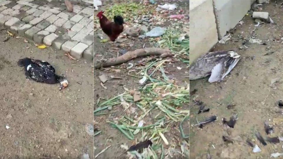 Preocupación en Sierra Chiquita por muerte de aves de corral, tigrillo sería el causante