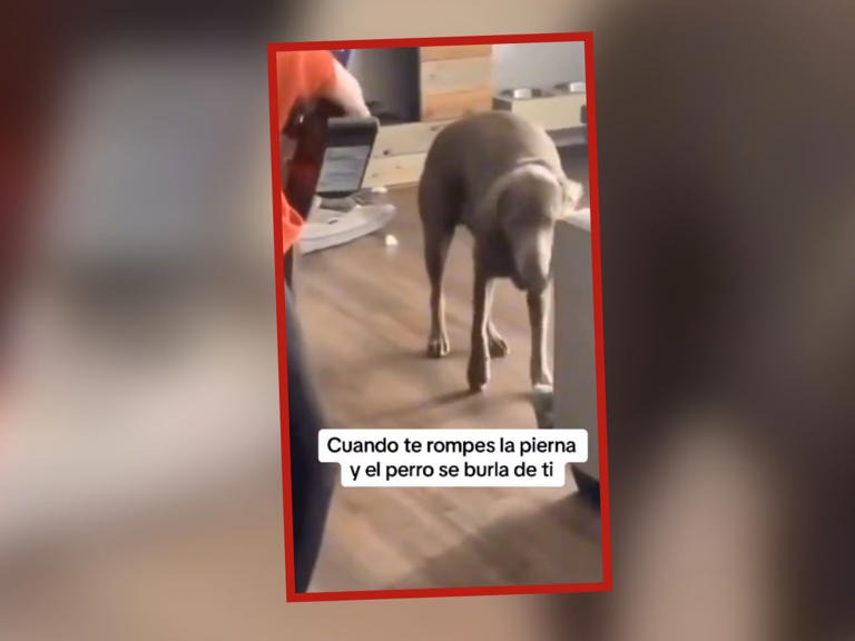 Perrito es viral en redes sociales por imitar a su dueña caminando con una pierna rota