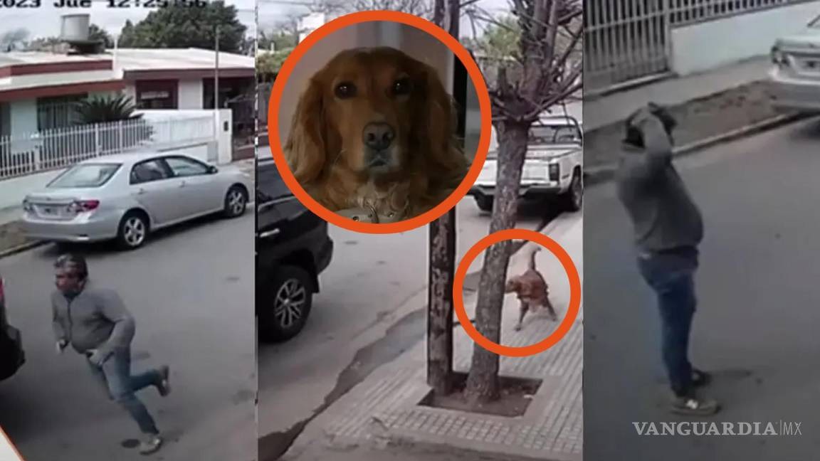 ‘Apolo’, el perrito travieso que se subió a una camioneta, la arrancó y chocó contra una casa