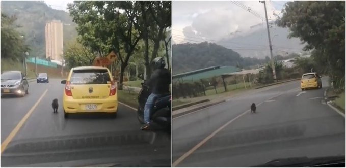 ¡Desgarrador! Perrito es abandonado en plena vía pública y persigue al taxi que lo dejó