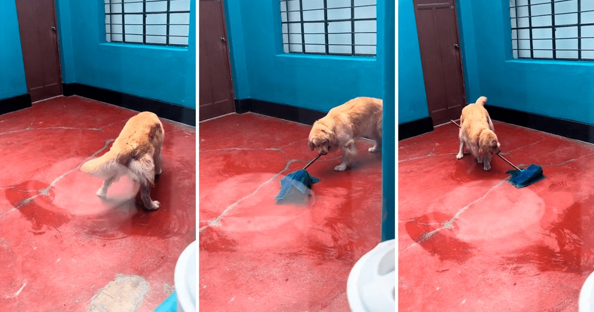 “Mi primera chamba”: Tierno perrito se vuelve viral por trapear su casa