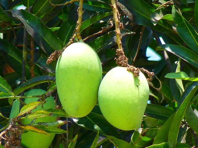 Hombre se subió a un árbol para bajar mangos, se cayó y murió