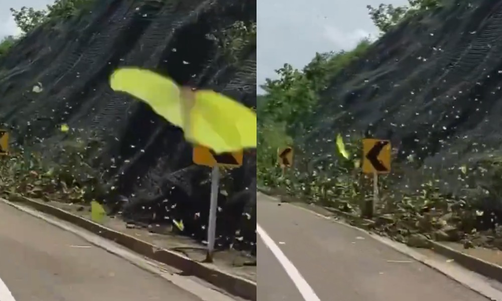 ¡Colombia es belleza! Miles de mariposas amarillas decoraron las vías del país al estilo del realismo mágico