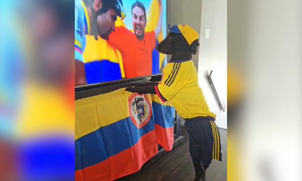 «Firmes con la Tricolor»: Perrito cautiva las redes sociales con su amor por la Selección Colombia