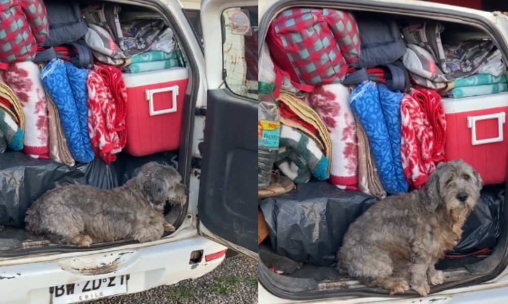 ¡Adorable! Perrito se niega a quedarse en casa durante un viaje familiar y enamora a las redes sociales  