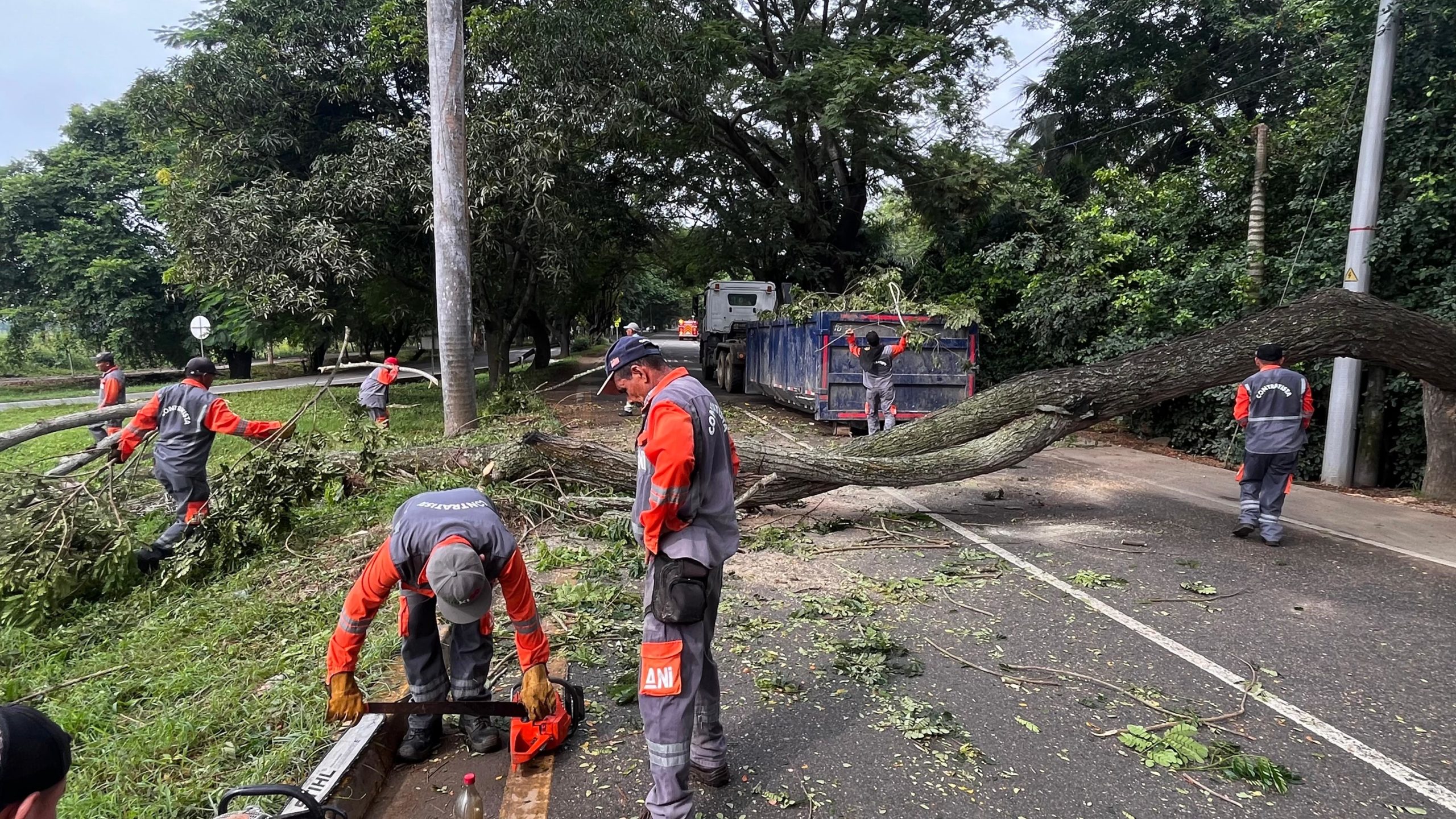 ¡Por fin! Intervienen 47 árboles en mal estado para prevenir accidentes