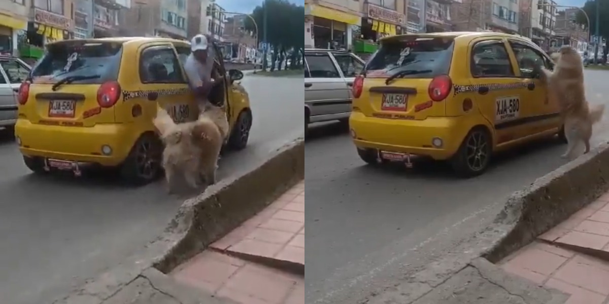 «Que hombre sin cor@zón»: ab@nd0nó a un perr¡t0 a su suerte en plena calle, el canino luchaba para no quedarse