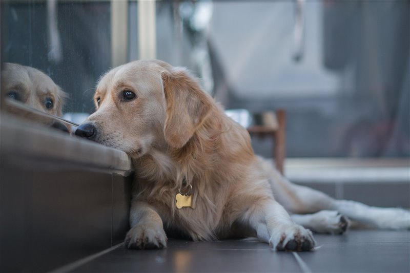 Dueños de perros y gatos podrían recibir licencia remunerada por muerte de su mascota ¿Qué le parece?