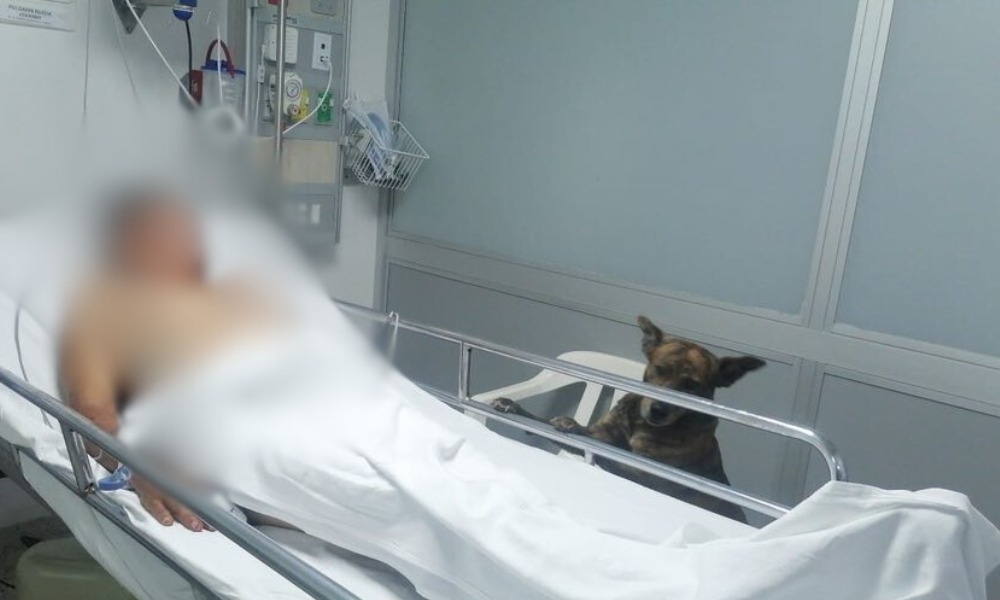 ¡Juntos hasta el final! Perrito entró hasta la urgencia de un hospital para acompañar a su mejor amigo