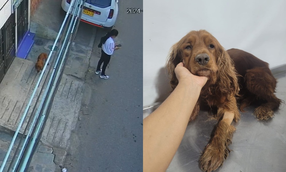 ¡Qué desalm@d@! Mujer dejó abandon@d0 a su perrito enfermo en la puerta de una veterinaria