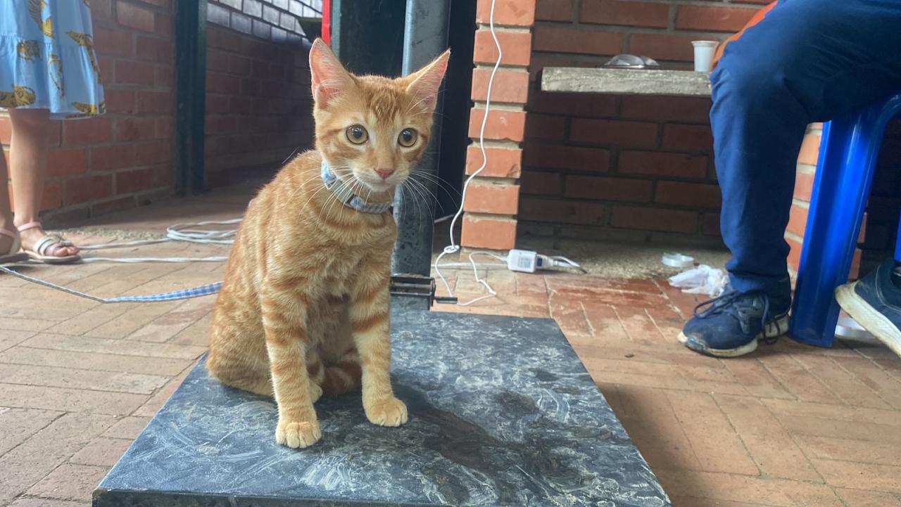 Todo por los animalitos, Montería supera los 2.500 animales esterilizados en lo que va corrido del año