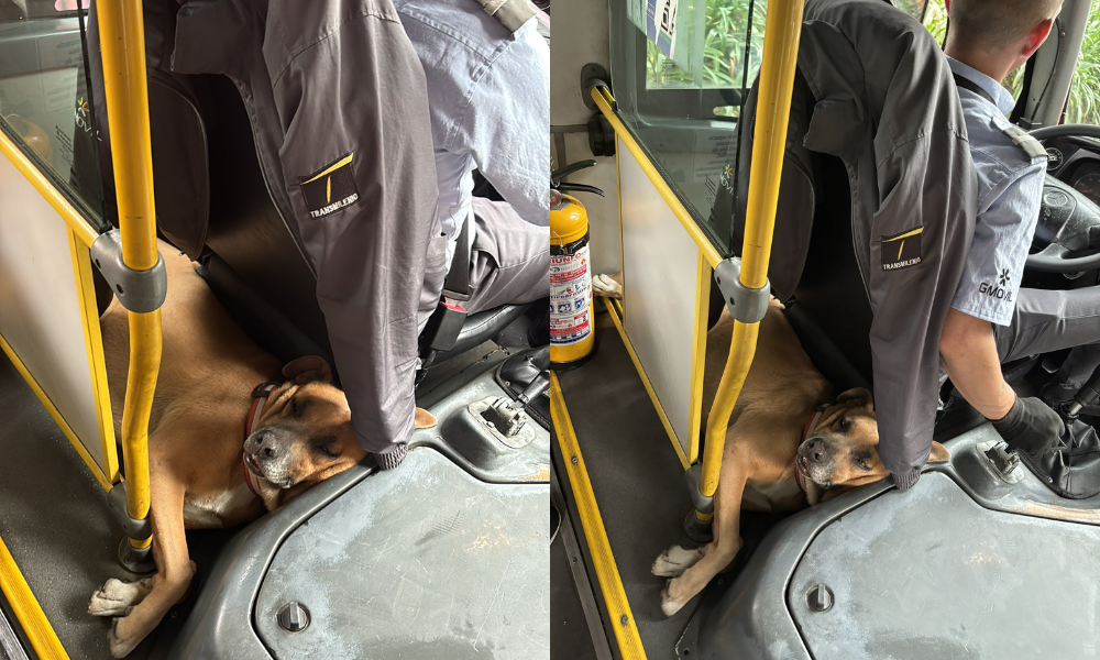 ¡La mejor compañía! Conductor de bus lleva a su perrita al trabajo y enternece las redes sociales