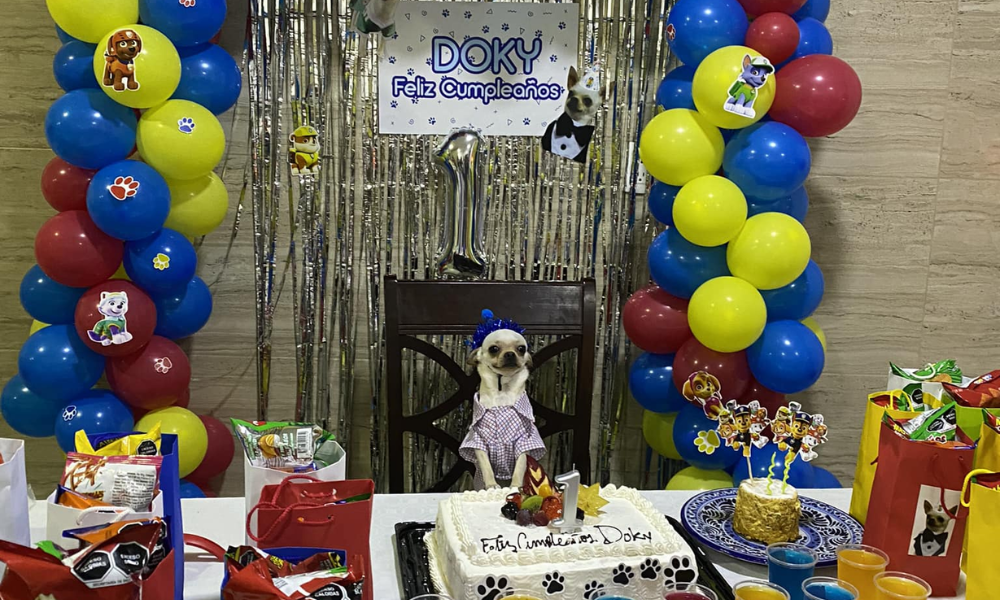 ¡Qué ternura! A Doky, un pequeño chihuahua, le festejaron su primer año con temática de PAW Patrol