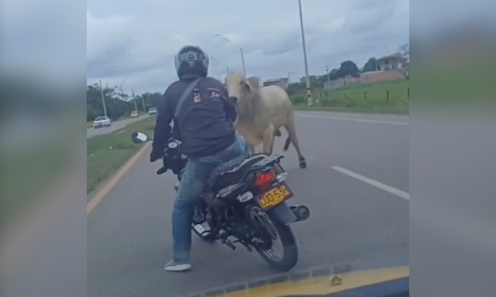 Motociclista estuvo a punto de ser ‘cachoneado’ por un toro en la variante Mocarí – Montería