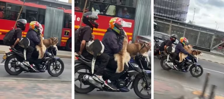 Hombre es criticado por transportar 3 perros grandes en una moto ¿Qué opina?