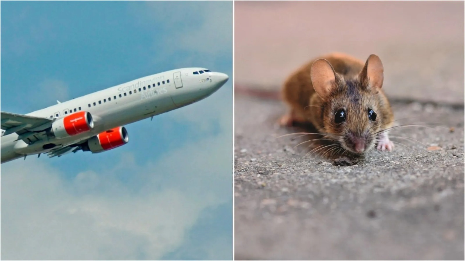 ¡Qué asco! Avión tuvo que aterrizar de emergencia porque una pasajera encontró un ratón vivo en su comida