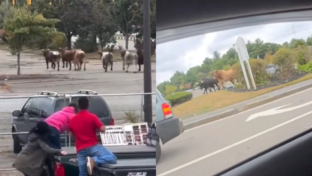 Buscaban su habitad, ocho toros se escaparon de un evento de rodeo y huyeron hacia el bosque