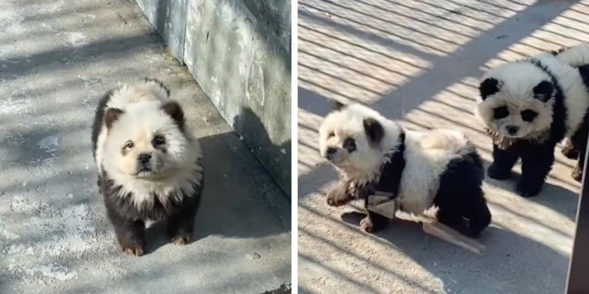 ¡Increíble! Zoológico en China pintaba perros para hacerlos pasar como pandas, pero fueron descubiertos