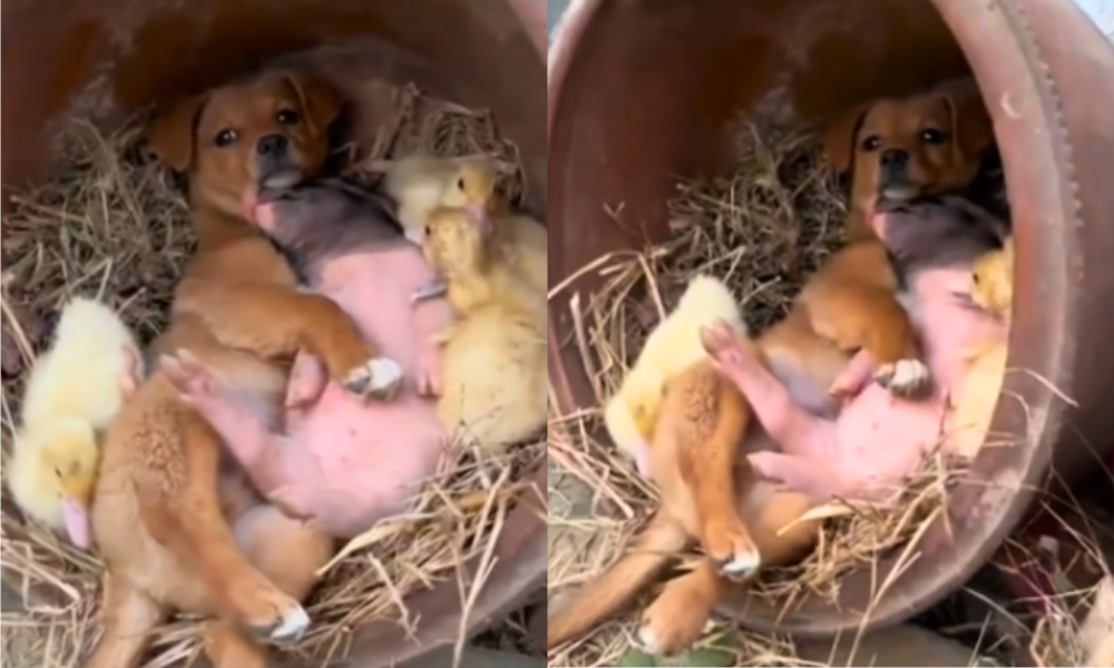 ¡Que ternurita! Animales tomando una siesta juntos