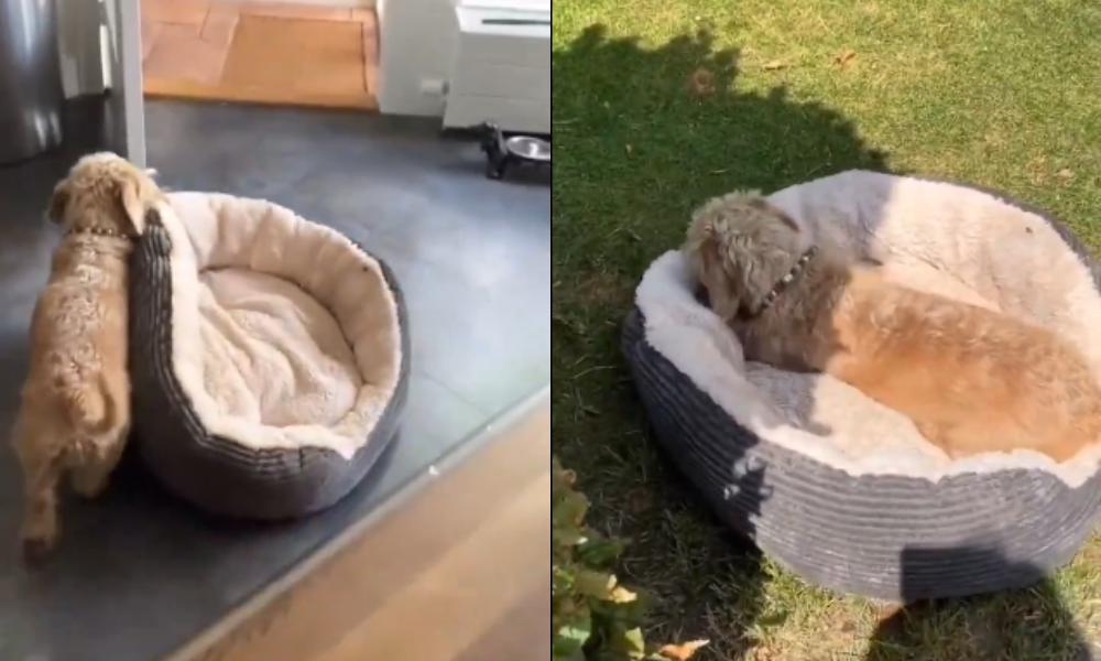 ¡Qué tierno e inteligente! Perrito arrastra su camita para tomar una siesta al aire libre