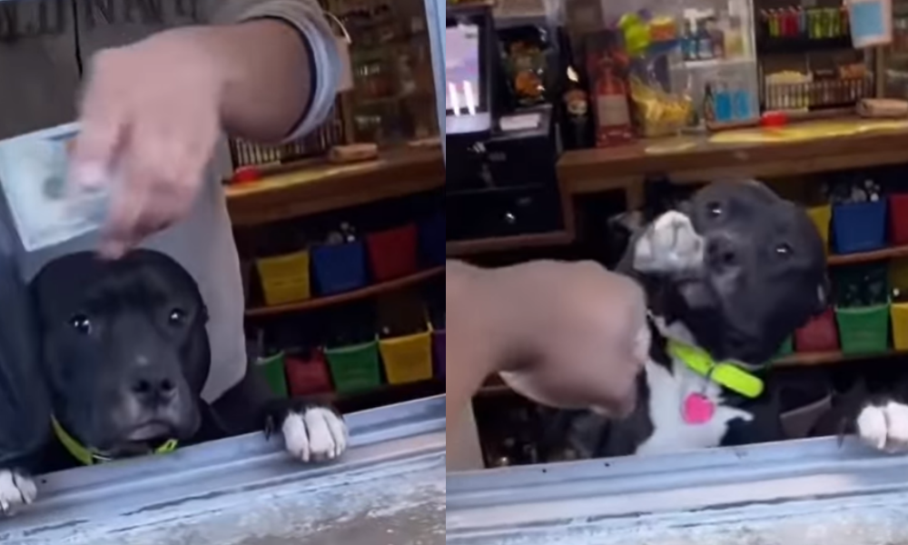 «¡Conéctate!» Este adorable perrito saluda a sus clientes con un puñito