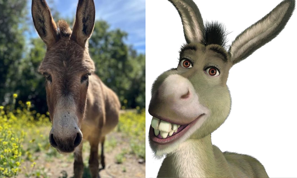 Falleció Perry, el burro que inspiró al carismático personaje de Shrek