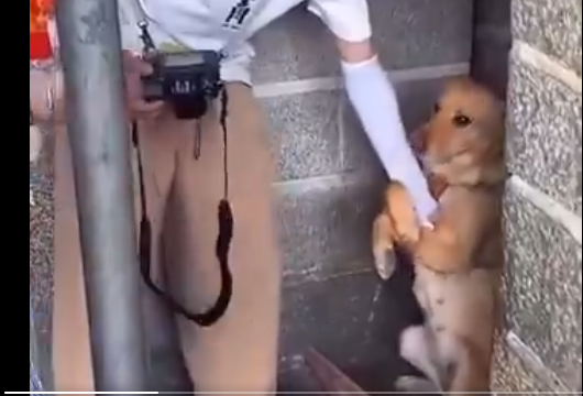 ¡Qué ternura! Perrito de refugio se aferró al brazo de un periodista que le tomaba fotos, no quería soltarlo y lo adoptó