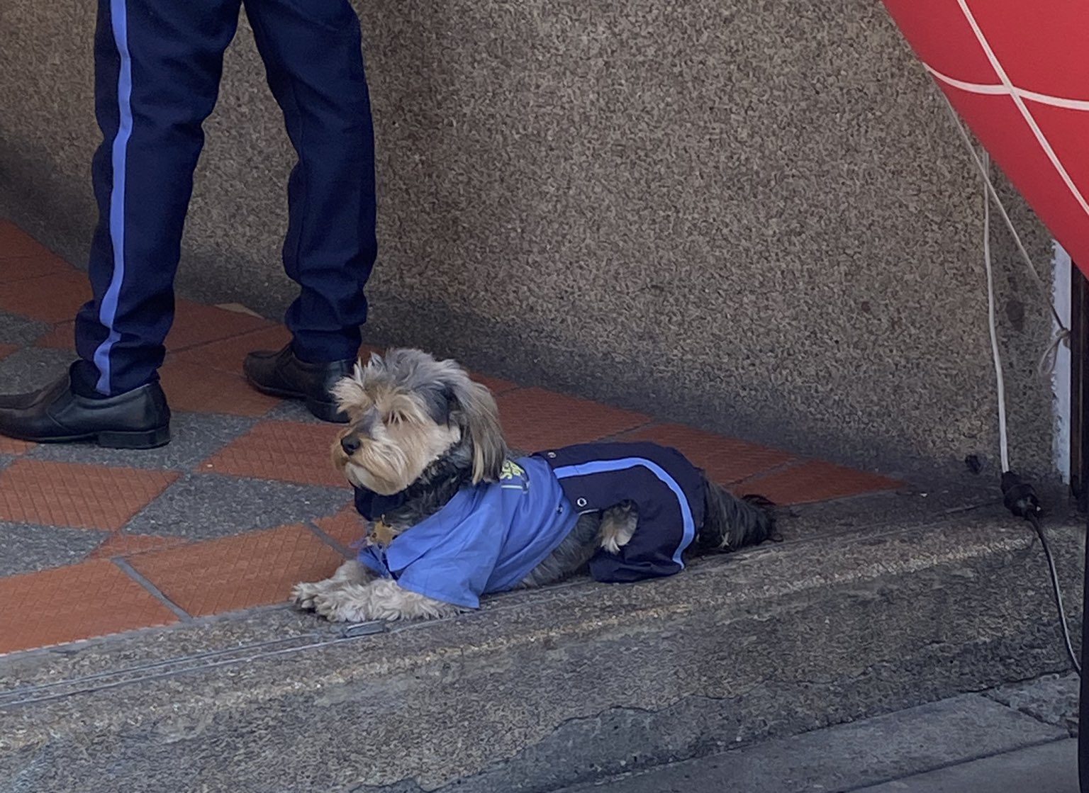 ¡Cuidado con el «Celadog»! El perrito vigilante que conquista las redes sociales