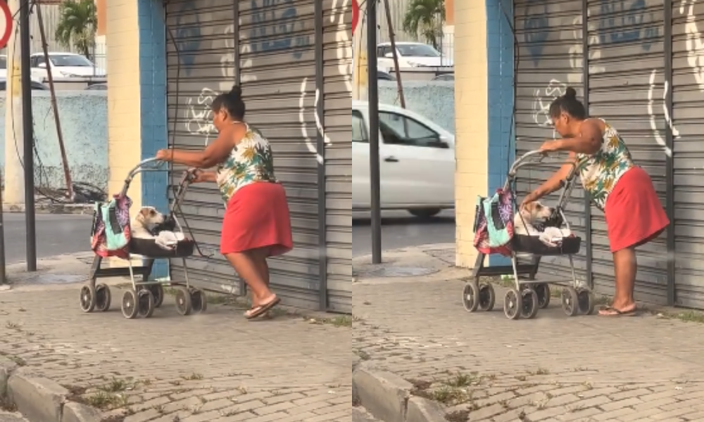 ¡Así se trata un príncipe! señora se hace viral por pasear a su mascota en un coche para bebés