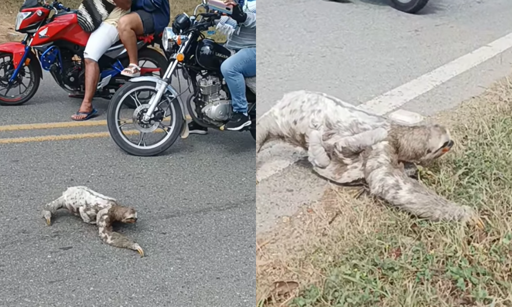 ¡Qué gran gesto! Motociclistas se unieron para proteger a mamá oso y su bebé en la vía San Andrés – Tuchín