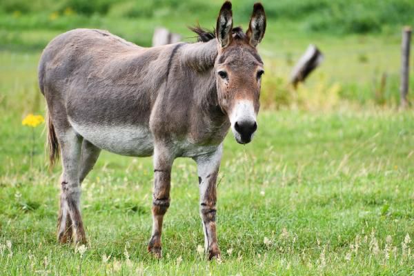 Niño de seis años fue pateado por un burro en Moñitos y le fracturó la cara